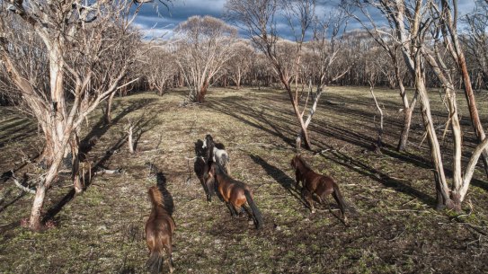 Running wild: feral horses on Long Plain in the Kosciusko National Park.