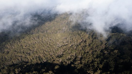 Yarriabini National Park is part of the proposed Great Koala National Park.