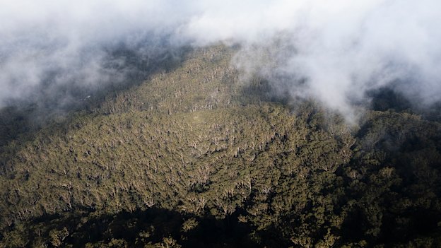 Yarriabini National Park will be part of the proposed Great Koala National Park on the Mid North Coast of NSW. Up 176,000 hectares of state forest is under assessment for inclusion as well.