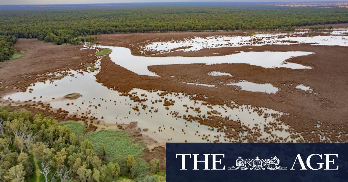 Going against the flow: the plan to engineer Victoria's wetlands - Vimarsana News