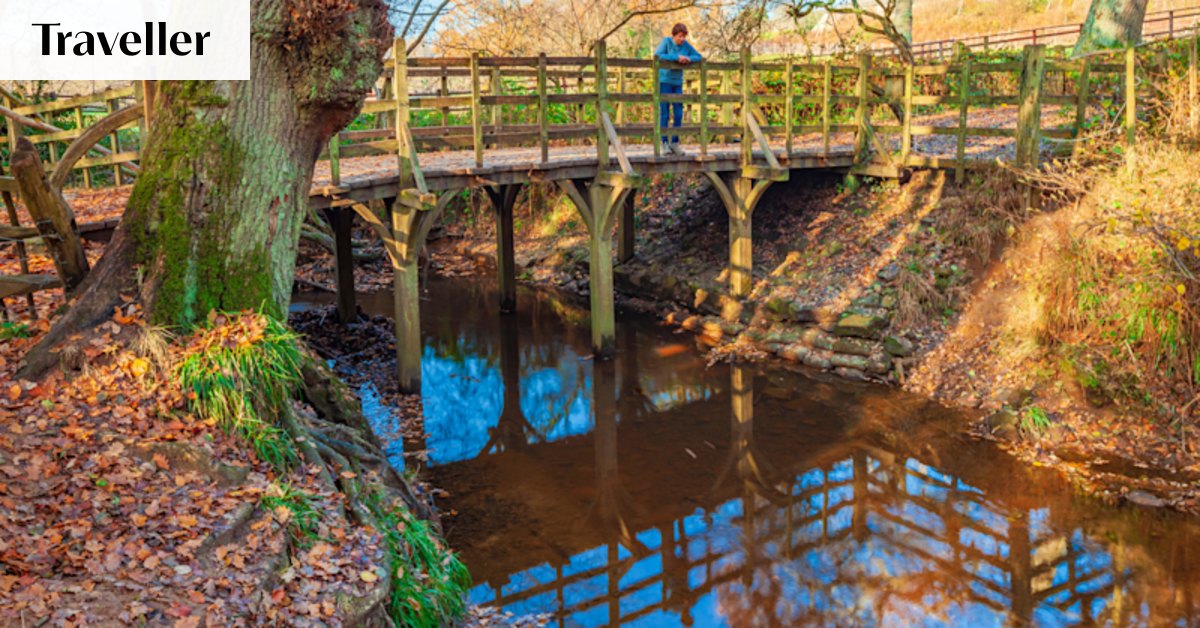 The enchanting forest that gave the world its most famous bear