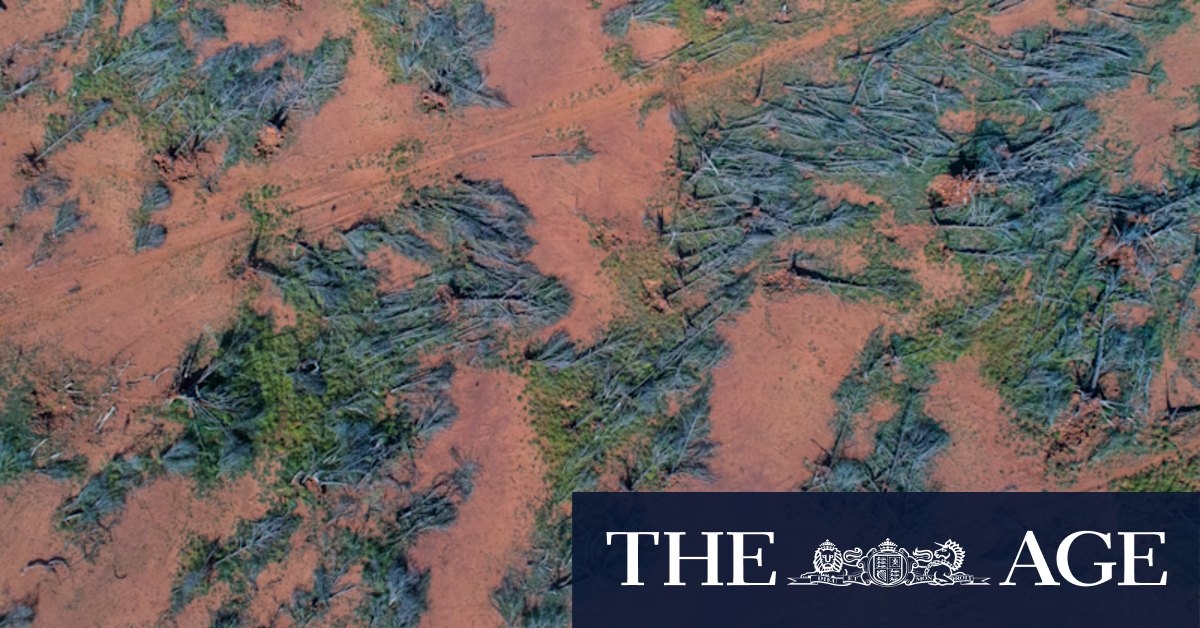 NSW forests still face the chainsaw despite emission reduction targets - Vimarsana News