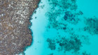 The sharks arrive at Ningaloo Reef in March and share the waters with manta rays and turtles, among others.