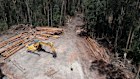 A native forest logging site in Wild Cattle Creek state forest in December, part of the assessment area for the Great Koala National Park.