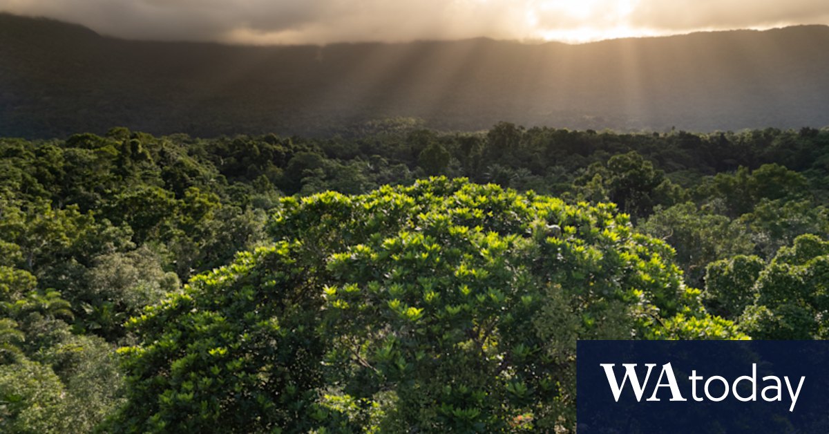 Daintree Rainforest dispute over charities buying land - Vimarsana News