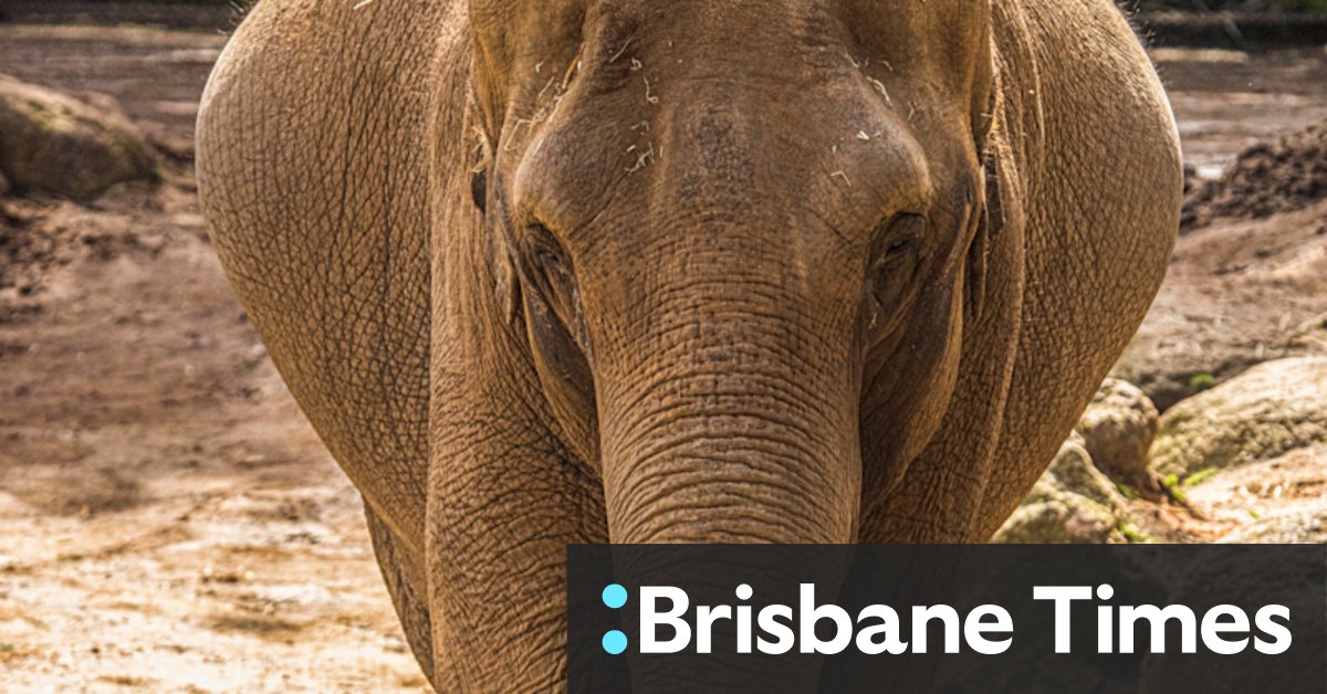 Three baby elephants are soon to be born at Melbourne Zoo. And a move to a new open-plains life at Werribee may be next. - Vimarsana News