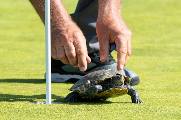 A turtle is removed by staff at the 11th hole during the first round of the ShopRite LPGA Classic golf tournament, USA.  