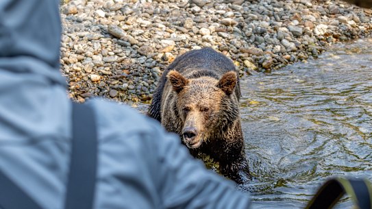 The grizzly turns its attention to the writer’s group.
