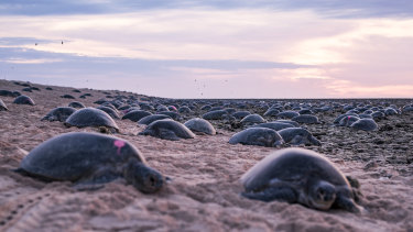 Drone Footage Shows 64 000 Green Turtles Migrating To Cairns Rookery