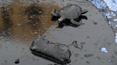 A toy turtle lays covered in oil during a Greenpeace protest against the government's environmental policies, in front of the Planalto Presidential Palace, in Brasilia, Brazil, last week.