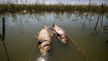 The Environment Protection Authority says 13 tonnes of dead fish have so far been hauled from the lake and the creek. 