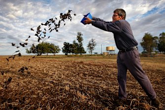 Coonamble broadacre farmer Allan Inglis cleaning out his mouse traps. 