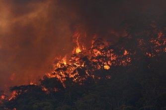 The Gospers Mountain fire burnt through more than 512,000 hectares including much of the Wollemi National Park, home to the "dinosaur trees".
