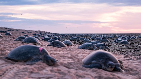 Thanks to drone technology, the  number of green turtles laying eggs at Raine Island is almost twice as many as previously estimated.