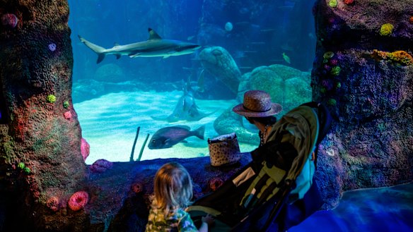 Tourism operators in Sydney’s CBD have been  “decimated” by border closures and lack of clarity over when travel will resume.