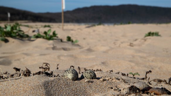 Exposed red-capped plover eggs lie unprotected on South Durras beach.