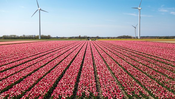 Orders from British merchants for produce such as Dutch tulips can be placed in the morning and delivered that afternoon, for now.