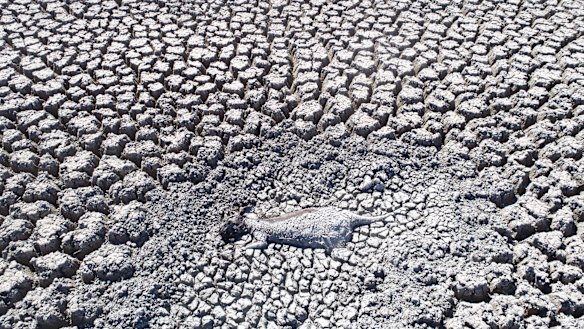 One of dozens of carcasses of dead animals trapped near the all-but dried-out Menindee Lakes in far-western NSW.