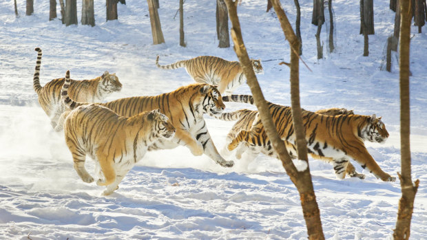 Siberian Tigers at Hengdao Hezi Siberian Tiger Park in China's Heilongjiang province run after their prey. The park is the world’s largest Siberian tiger breeding centre and is home to more than 1000 animals.