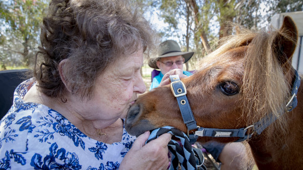 Maverick the miniature horse has been providing therapy for elderly Canberra residents for the past year.