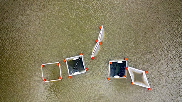 An experiment at Lake Tuggeranong attempting to determine which factors are responsible for the frequent algae outbreaks in the waterway.