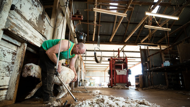 Shearer, Richard Hutchinson, usually has several shearers working with him at this time of year, but because there is less stock, due to the continuing drought across NSW, he is working alone.