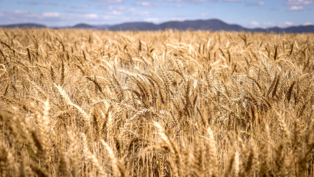 The surge in wheat prices has been much bigger than the surge in oil prices.