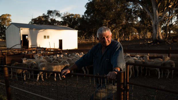 Ian Gosper, with the breeding sheep he will take to the abattoir in the morning.