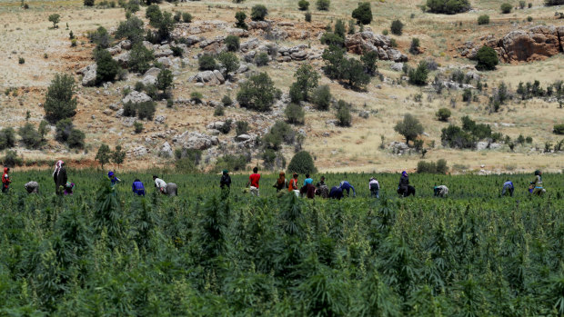Masked workers remove dirt and dry leaves in a cannabis field in Lebanon's Bekaa Valley.