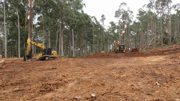 The salvage logging operations at Babbington Hill.