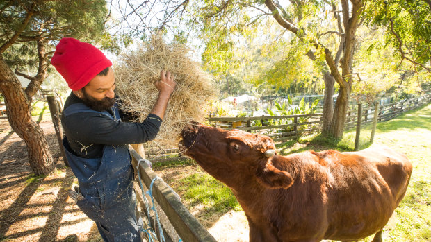 Shawn Augustin feeds Daphne the cow at Collingwood Children's Farm.