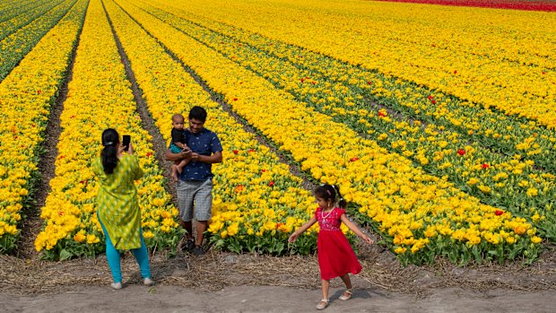 A family takes photos in a field of tulips next to the main road in Lisse, Netherlands, on Sunday. Many Dutch tulip growers have destroyed their flowers this year.