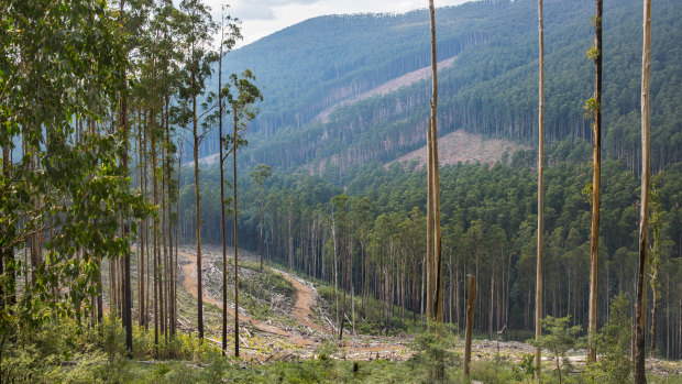 A logging coupe in the Rubicon forest in central Victoria in 2017. 