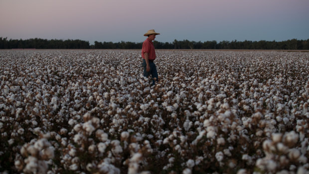 Cotton exports could be the next to be targeted by China.