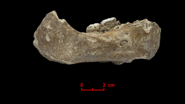 The right half of the jawbone found in a Chinese cave. According to a report released on May 1, it is at least 160,000 years old. Recovered proteins led scientists to conclude it came from a Denisovan, a relative of Neanderthals. 