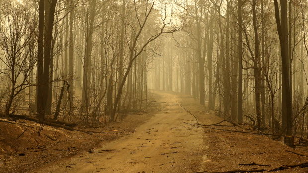 Charred bushland in East Gippsland after the bushfires.