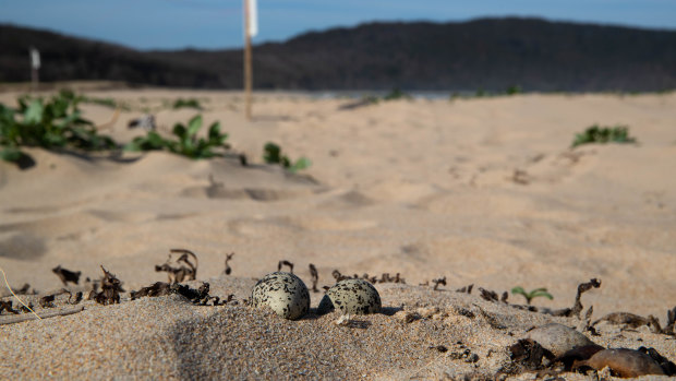 Exposed red-capped plover eggs lie unprotected on South Durras beach.