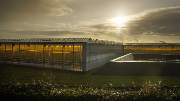Plants grow with artificial lights and regulated climate conditions in greenhouses near Gouda, Netherlands.