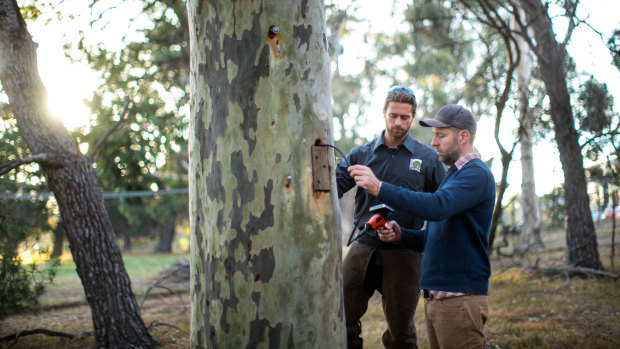 Steve Griffiths, with Nick Lyons from Treetec Arboriculture and Ecology, left, has carried out research which shows chainsaw hollows are more effective than nest boxes at protecting animals.