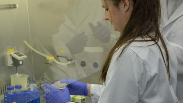 University of Canberra PhD student Julie Strand works in the laboratory.