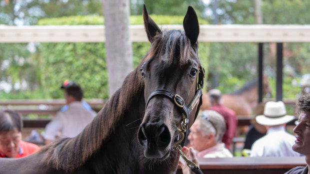 Strength to strength: the Magic Millions sale and race day remains a highlight on the summer calendar.