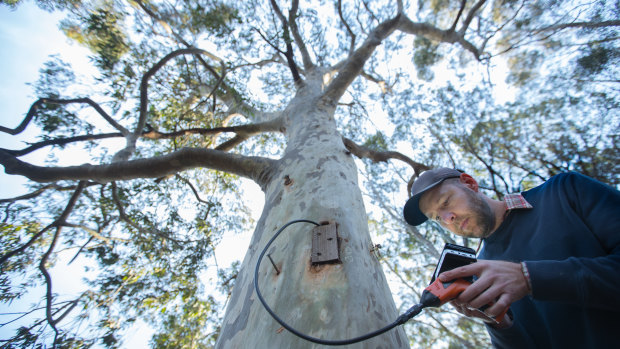 Steve Griffiths from La Trobe University checks a tree hollow carved using a chainsaw in the Bundoora Wildlife Sanctuary.