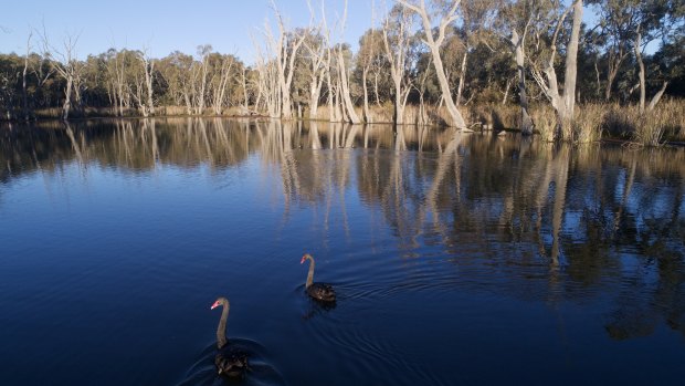 The federal government is warning water reforms will be delayed. Gunbower Creek wetlands near Echuca in the Murray-Darling Basin.