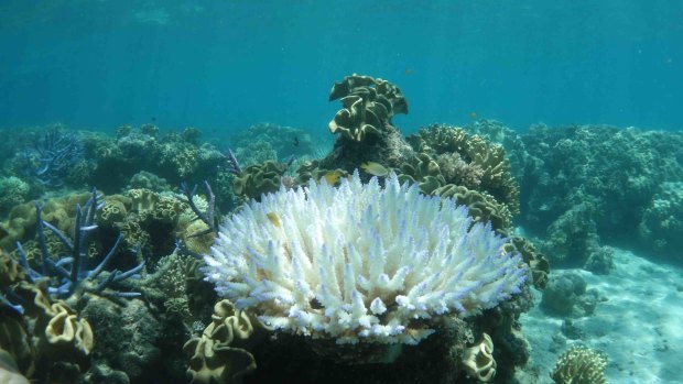 Professor Peter Ridd has long contended that coral bleaching is overstated and the Great Barrier Reef is in good health.