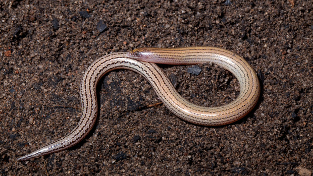 Lerista anyara has been described for the first time by Queensland scientists, but is well known to the local Indigenous people.