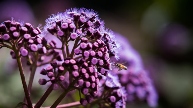 Botanical Gardens 