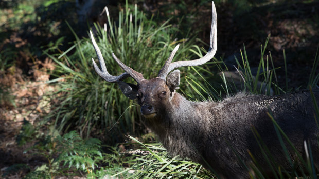 Deer in Royal National Park, south of Sydney, in July. 