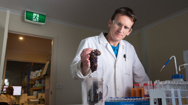 Testing services manager Duane Kelly examines wine grapes at Vintessential Laboratories' facility at Dromana.