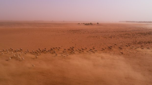 Dust storms sweep desolate farms near Balranald in south-west NSW as drought impacts the region.