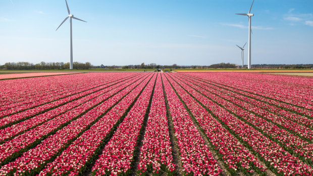 Orders from British merchants for produce such as Dutch tulips can be placed in the morning and delivered that afternoon, for now.